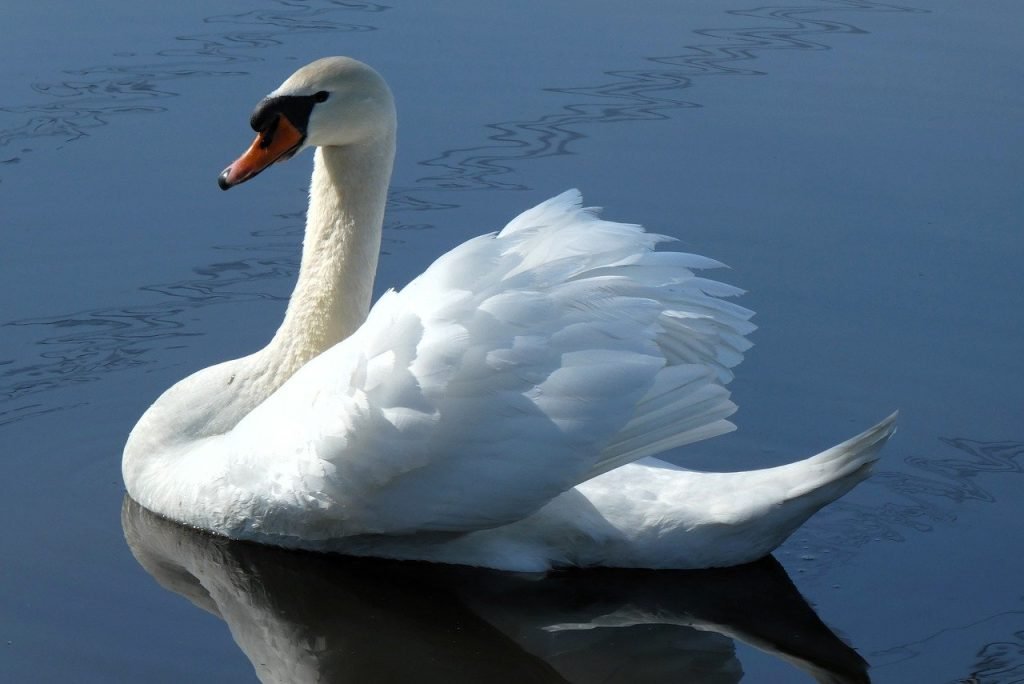 Pool Fence Compliance Merrigum