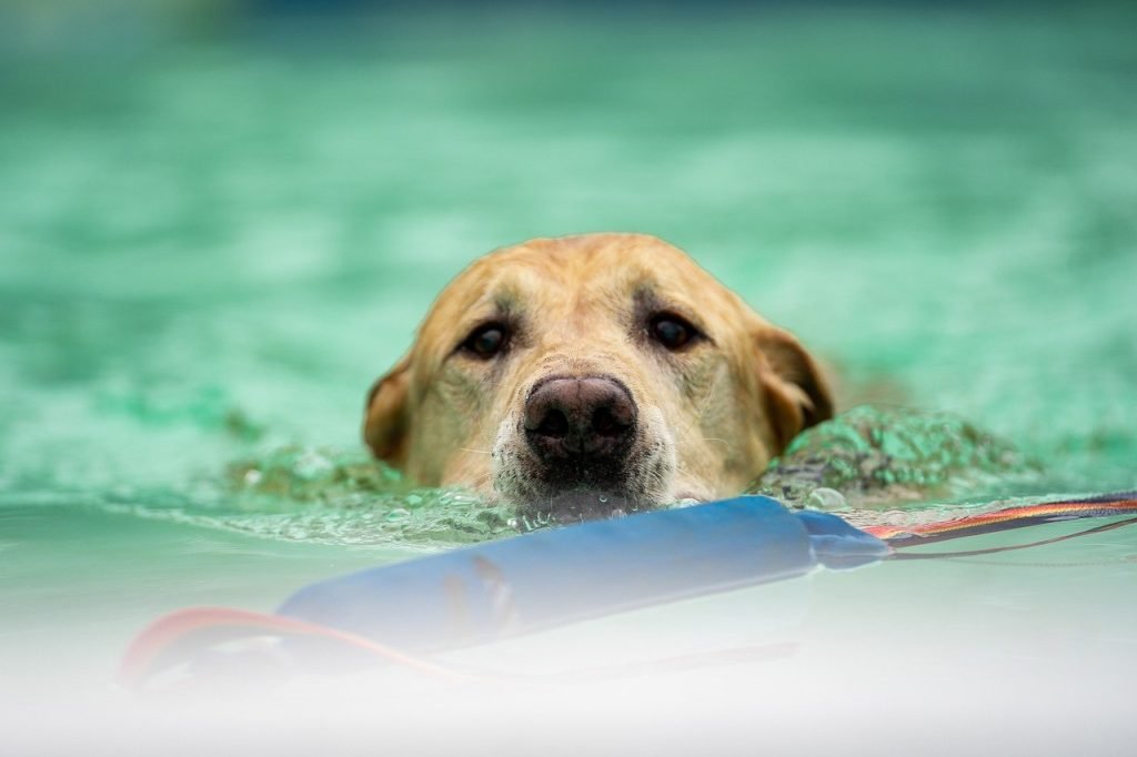 Pool Fence Compliance Rosanna