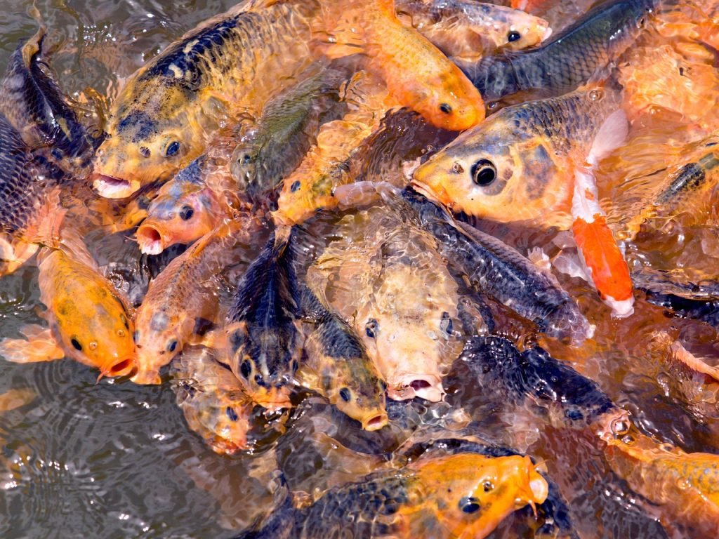 Pool Fence Compliance Sebastopol